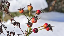 rosenbogen_0003.webp