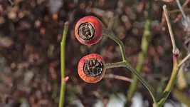 rosenbogen_0004.webp