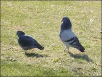 c003.webp