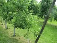 Spalier.webp