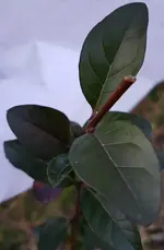 NICHT Wintergruen 1.webp