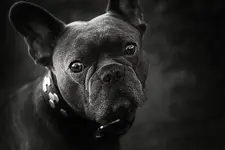 theodor.webp
