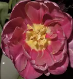 2018tlp01.webp
