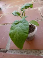 P1080941Balkonstar.webp