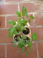 P1080938Tomatenzöglinge gesamt.jpg