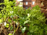 P1080934Petersilie.webp