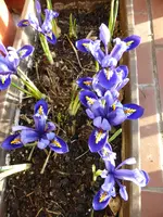 P1080931Iriskasten.webp