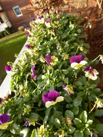 P1080928Hornveilchen.webp