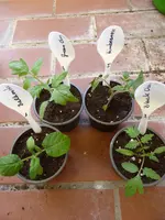 P1080948umgetopfte Tomaten.webp