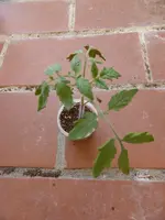 P1080947Himbeerrose.webp