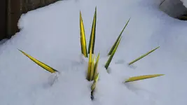 yucca.filamentosa.color.guard_0001.jpg