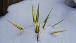 yucca.filamentosa.color.guard_0001.jpg