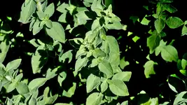oregano_0003.webp