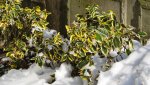 wintergruene.oelweide.gilt.edge.-.elaeagnus.ebbingei.gilt.edge_0001.jpg