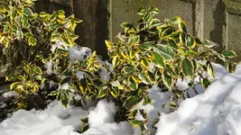 wintergruene.oelweide.gilt.edge.-.elaeagnus.ebbingei.gilt.edge_0001.webp