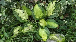 hosta.captain.kirk_0006.jpg