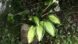 hosta.old.glory_0005.jpg