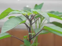 P2170548.webp
