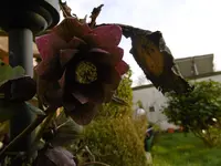 P1020276.jpg