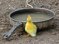 Aaaahhh - Wasser.webp Aaaahhh - Wasser.webp