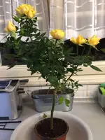 2018-02-18 Discounterrose.jpg