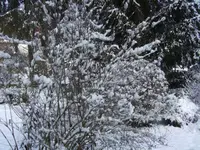 BILD8909.webp