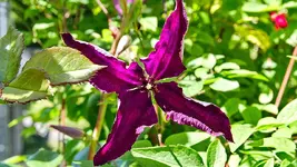 clematis_0005.jpg