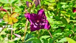 clematis_0002.jpg