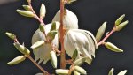 yucca.filamentosa.color.guard.blueht_0032.jpg