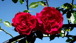 rosenbogen_0003.webp