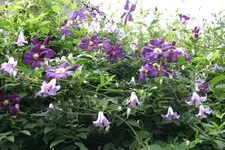 Cl.vit.Etoille Violett0910.webp