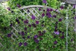 Clematis vit.Viola0109.jpg