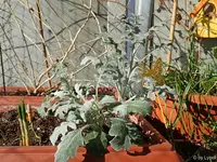 c018.webp