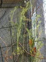 c015.webp
