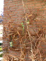 P1090005Hortensie mit Vogelfutter.webp