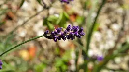 lavandula.angustifolia_0003.webp