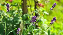 lavendel_0001.webp