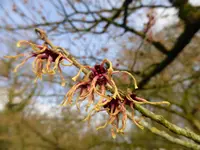 P1080741Hamamelis japonica.webp