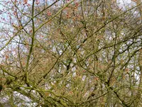 P1080740Hamamelis japonica.webp