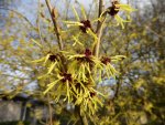 P1080739Hamamelis mollis.jpg