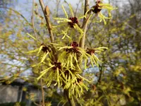 P1080739Hamamelis mollis.webp