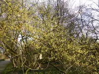 P1080738Hamamelis mollis.webp