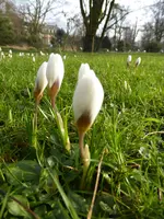 P1080733weißer Krokus.webp