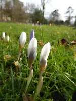 P1080730weiß-violetter Krokus.webp