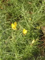 P1080764Stechginster.webp