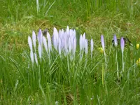 P1080761hellvioletter Krokus.webp