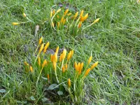 P1080759oranger Krokus.webp
