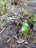 P1080758Lenzrose mit Aaronstab.webp