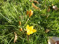 P1080800gelb-gestreifter Krokus.webp