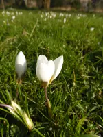 P1080805weißer Krokus.webp